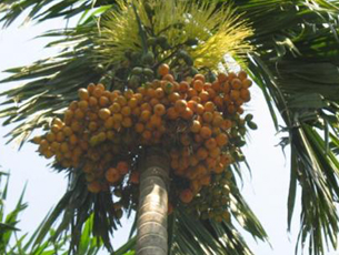 Areca farm in Mangalore